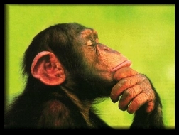 Thinking_Chimp